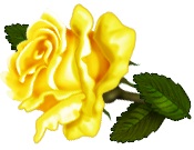 single yellow rose