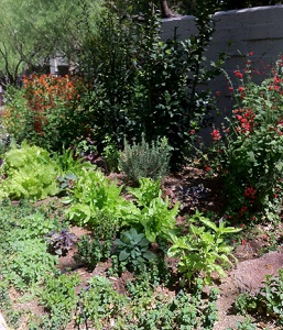 A Garden at Elements