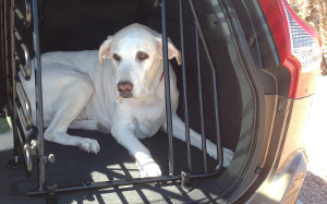 2013 Volvo XC60 SUV safe pet cage_300