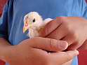 Tomakolf Farms Baby Chick