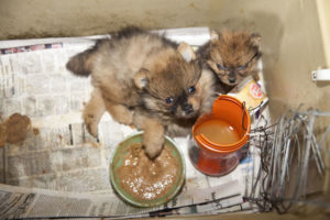 Puppies:food