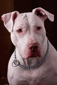 White_Pitbull