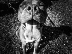 smiling pitbull