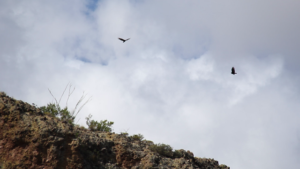 Hawks flying over Barlett Lake