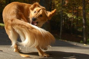 dog chasing tail