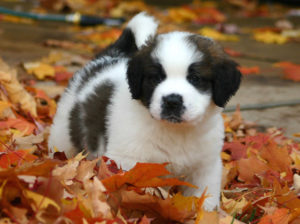 St.Bernard puppy