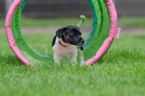 jack-russel-puppy