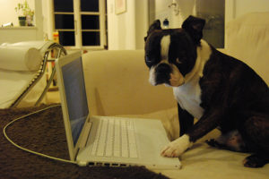 Dog-on-Computer