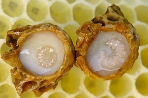 royal jelly