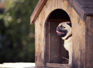 dog house