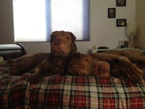 Oscar and Lola on the bed