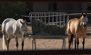 Horses looking at the Dodge Ram Truck