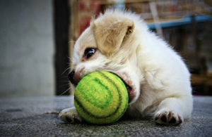 puppy playing