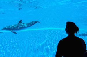 People enjoying watching dolphins