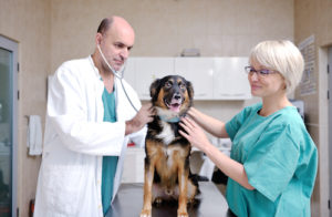 veterinarian and assistant in a small animal clinic