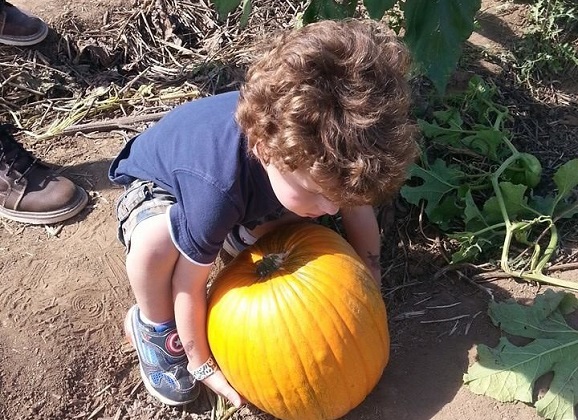 Pumpkin Picking in Prescott with a 2013 Lexus GX460