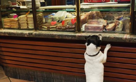 B.Y.D. (Bring Your Dog) Friendly Restaurants