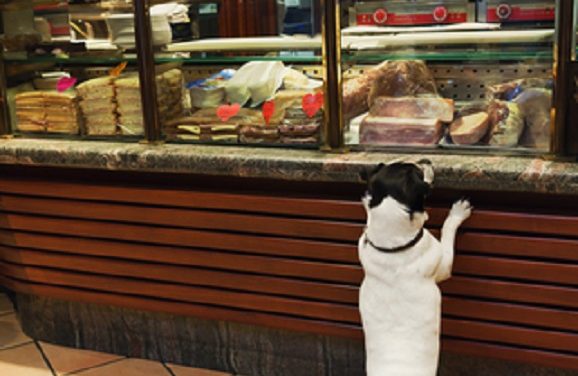 B.Y.D. (Bring Your Dog) Friendly Restaurants