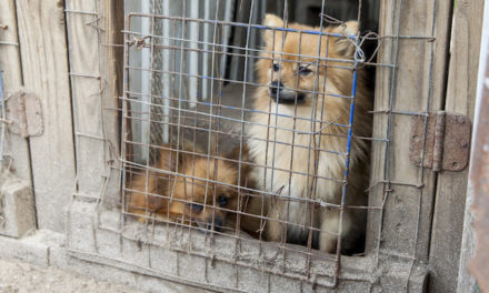 The Truth About Puppy Mills