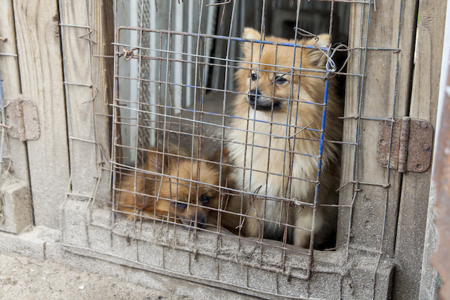 The Truth About Puppy Mills