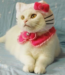 Hello Kitty