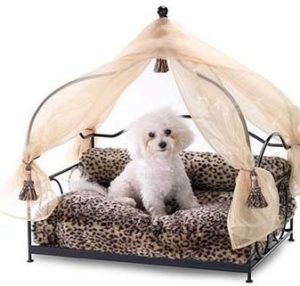 Pampered pooch