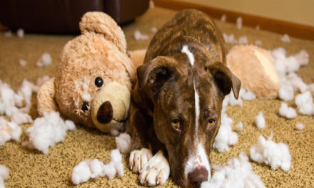 Guilt: Your Dog May Not Understand It The Way We Think They Do