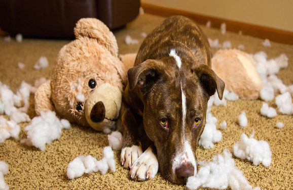 Guilt: Your Dog May Not Understand It The Way We Think They Do