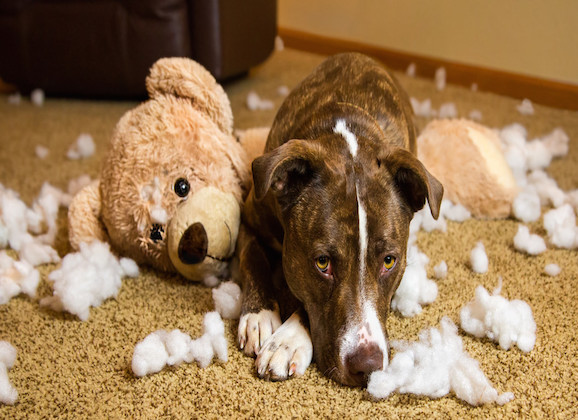 Guilt: Your Dog May Not Understand It The Way We Think They Do