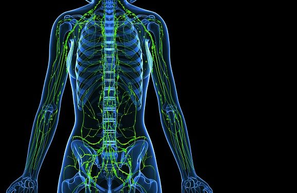 The Lymphatic System