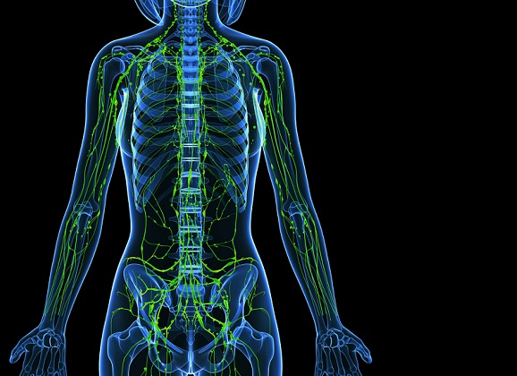 The Lymphatic System