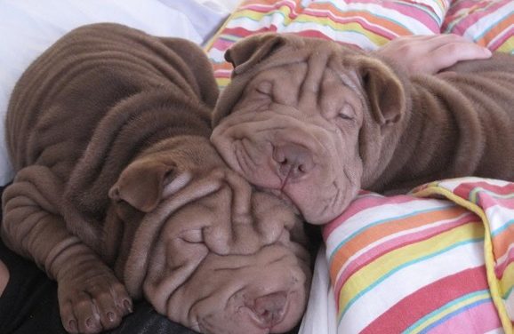 What IS a Shar Pei?