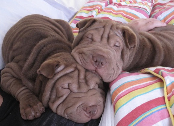 What IS a Shar Pei?
