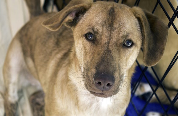 San Fransisco Votes Only Rescue Dogs To Be Sold In Pet Stores