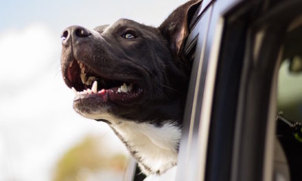 Do Not Leave A Pet Inside of a Scorching Car