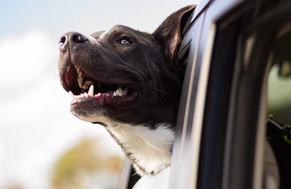 Do Not Leave A Pet Inside of a Scorching Car