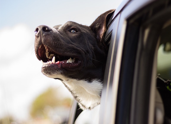 Do Not Leave A Pet Inside of a Scorching Car