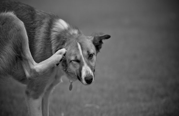 Natural Ways To Soothe Your Pet’s Itchy Skin