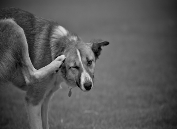 Natural Ways To Soothe Your Pet’s Itchy Skin