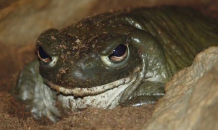 Watch Out For This Toxic Toad Around Your Pets