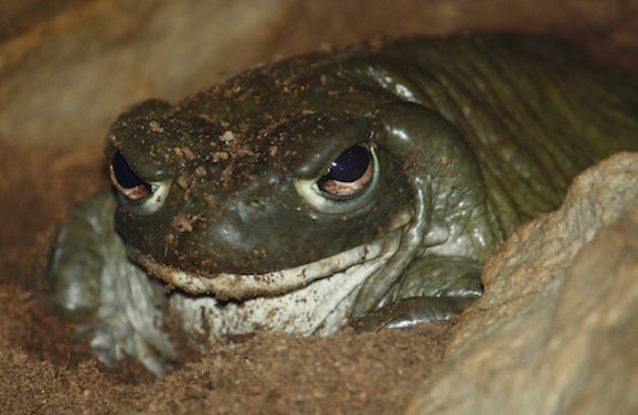 Watch Out For This Toxic Toad Around Your Pets