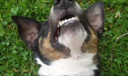 Eliminate Your Dog’s Bad Breath