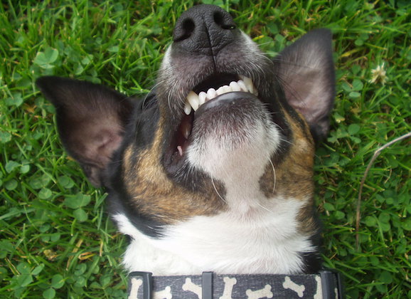 Eliminate Your Dog’s Bad Breath