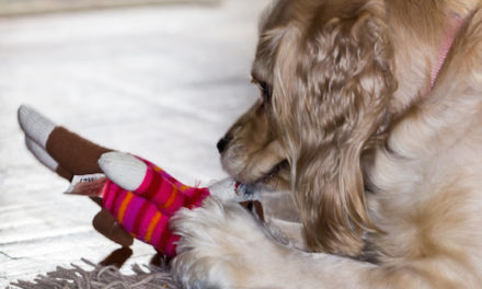 Fun Indoor Games To Play With Your Pet