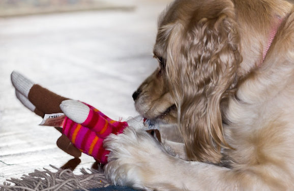 Fun Indoor Games To Play With Your Pet