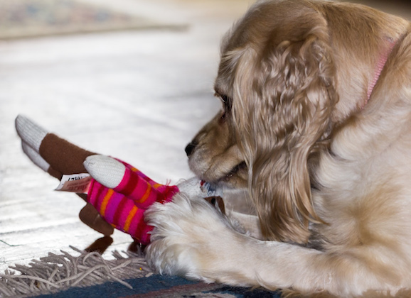 Fun Indoor Games To Play With Your Pet