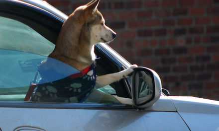 California Passes Good Samaritan Law For Those Who Help An Animal Trapped Inside A Hot Car