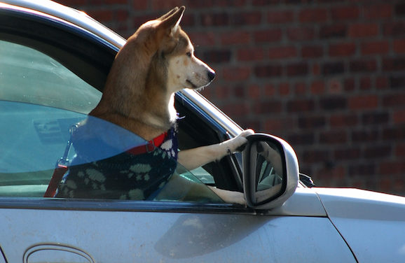 California Passes Good Samaritan Law For Those Who Help An Animal Trapped Inside A Hot Car