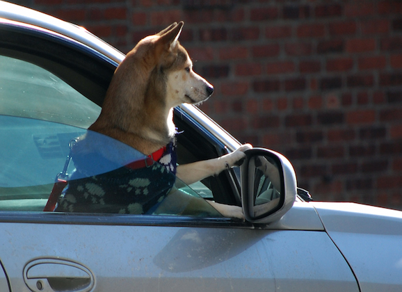 California Passes Good Samaritan Law For Those Who Help An Animal Trapped Inside A Hot Car