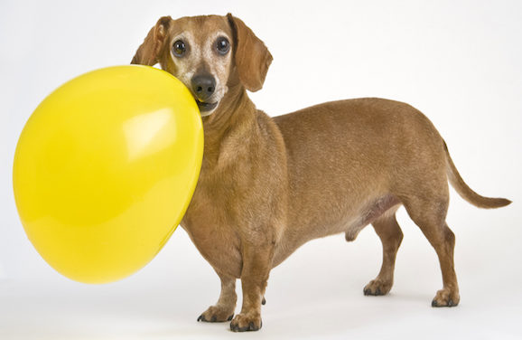 Local Organization Providing Free Spay and Neuter to Valley Residents